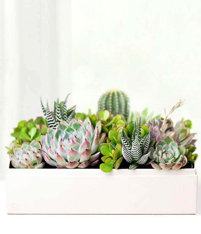 Cherished Memories Lula's Garden  Lush Succulent Gift 
