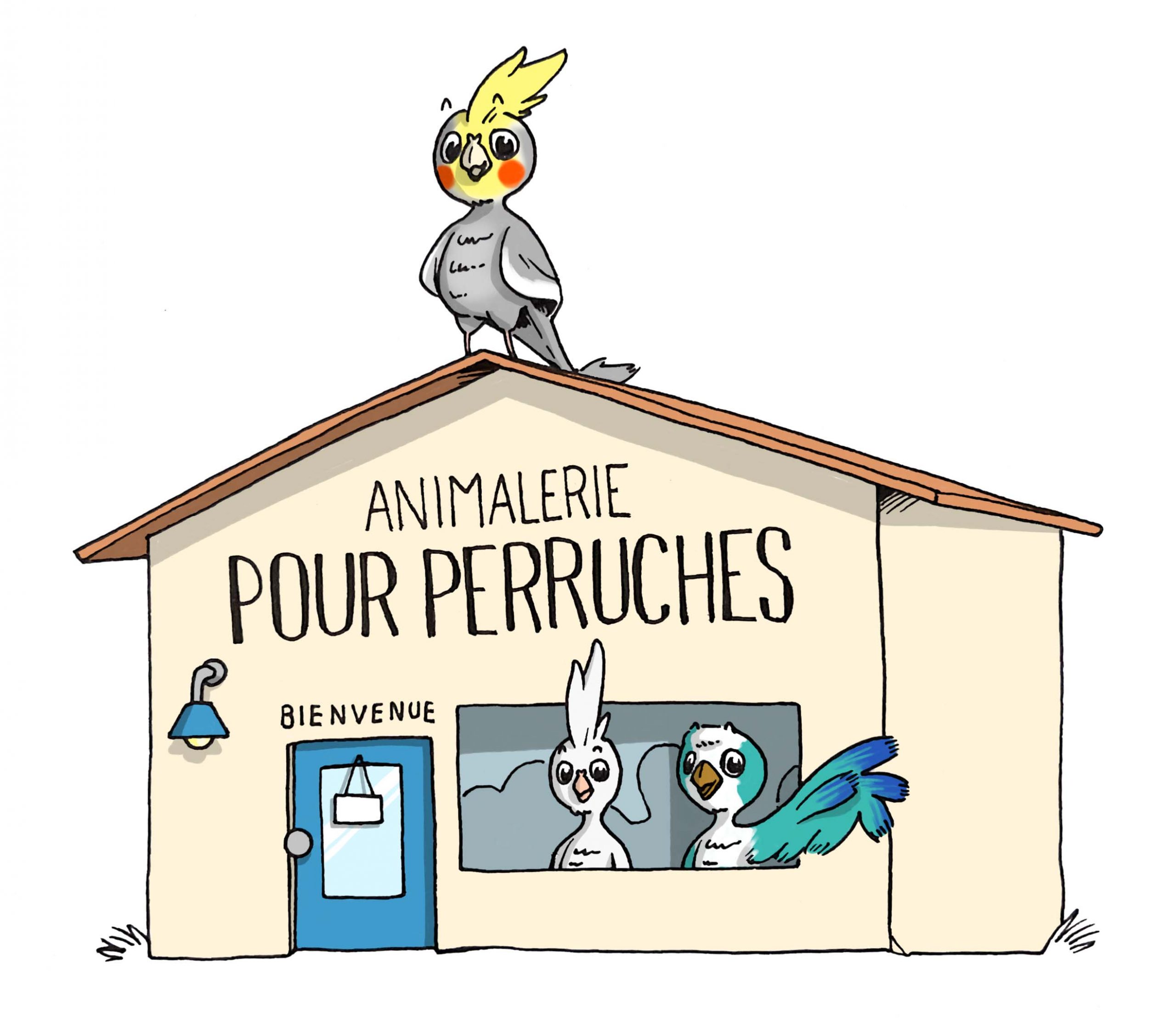 Perruche-animalerie Perruche-animalerie