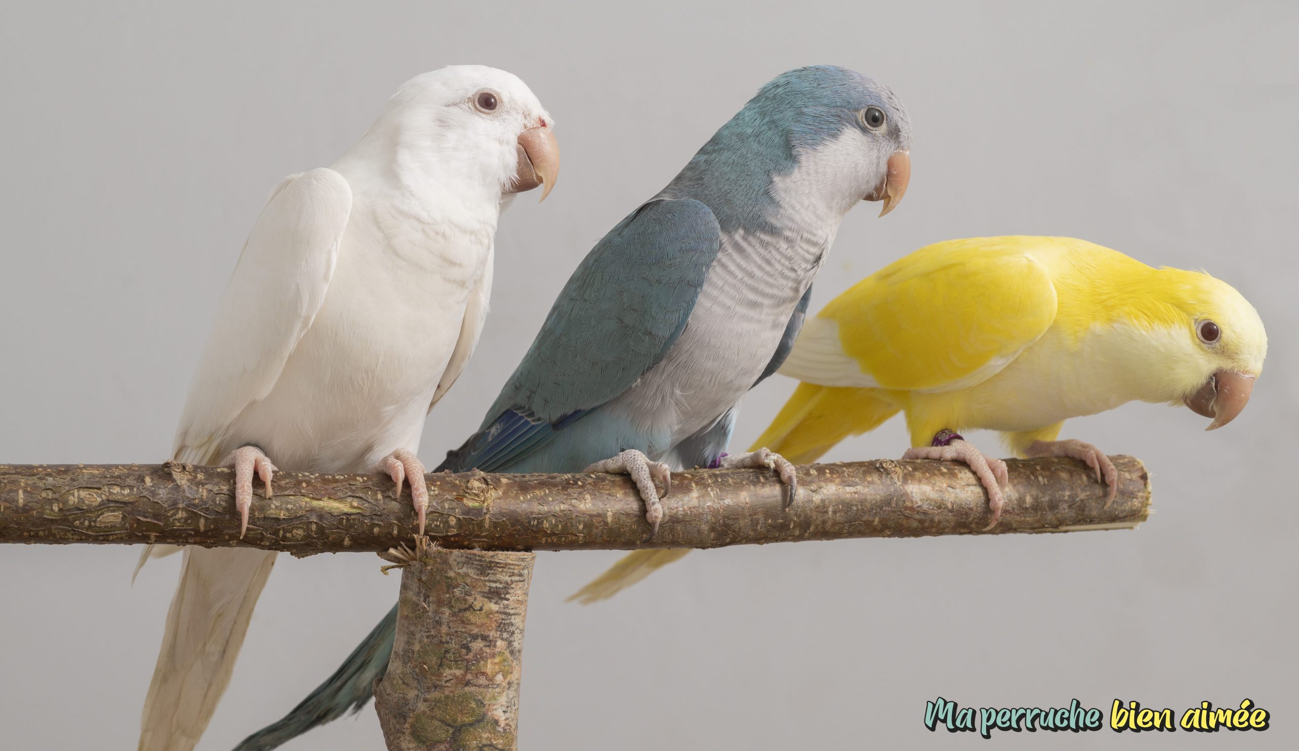 perruches-1-scaled. perruches-1-scaled.