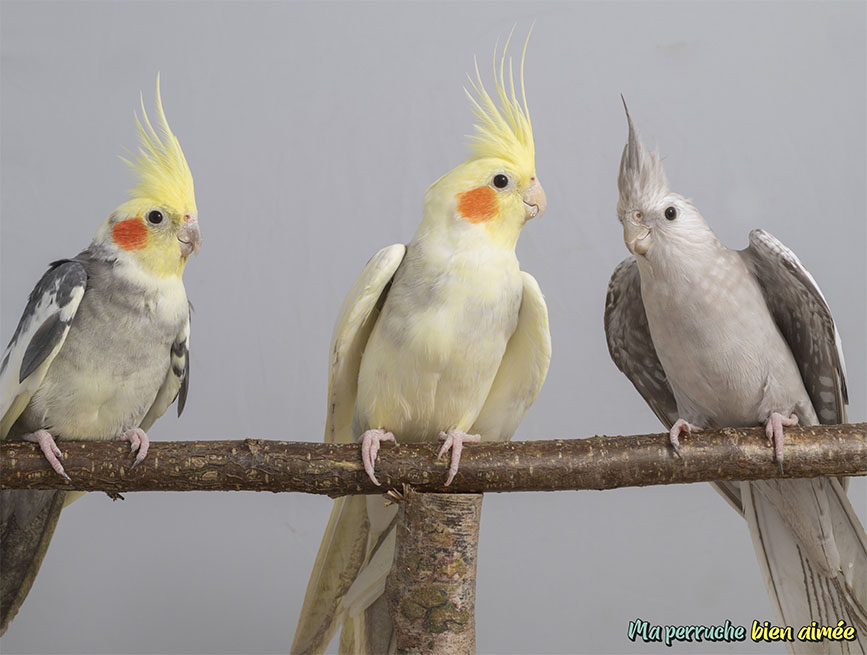 pic-quis-sommesnnous pic-quis-sommesnnous