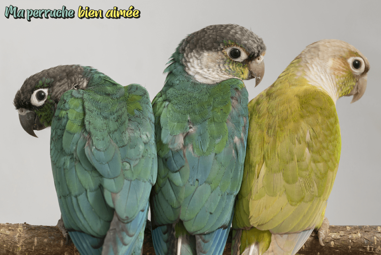 ma-perrueche-bien-aimee-1 ma-perrueche-bien-aimee-1